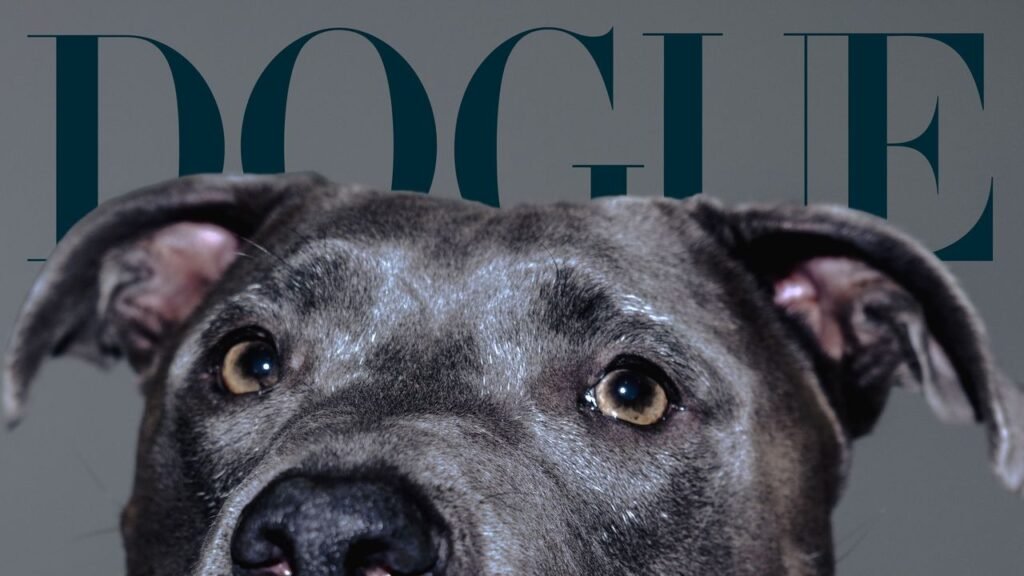 We Are Looking for Our Next Dogue Cover Star We Are Looking for Our Next Dogue Cover Star