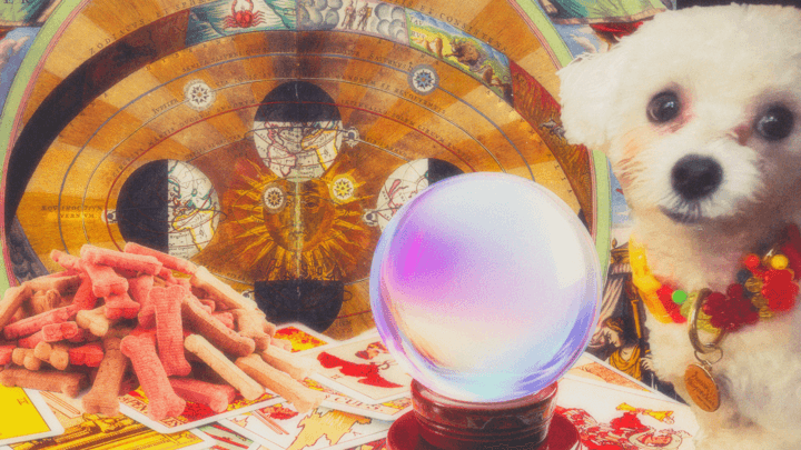 A Pet Psychic, My Weird Little Maltipoo, and Myself A Pet Psychic, My Weird Little Maltipoo, and Myself