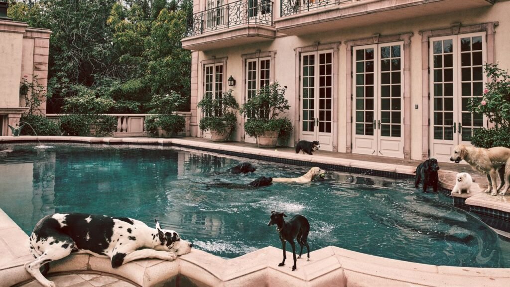 Wuff Clicquot and Hotel Pupgrades: The Most Luxurious Hotel Pet Amenities Wuff Clicquot and Hotel Pupgrades: The Most Luxurious Hotel Pet Amenities