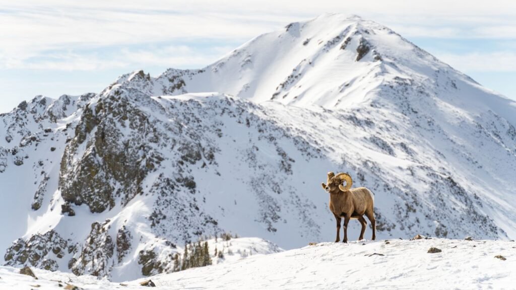 The Coolest Ski Destination in the West Is in New Mexico The Coolest Ski Destination in the West Is in New Mexico