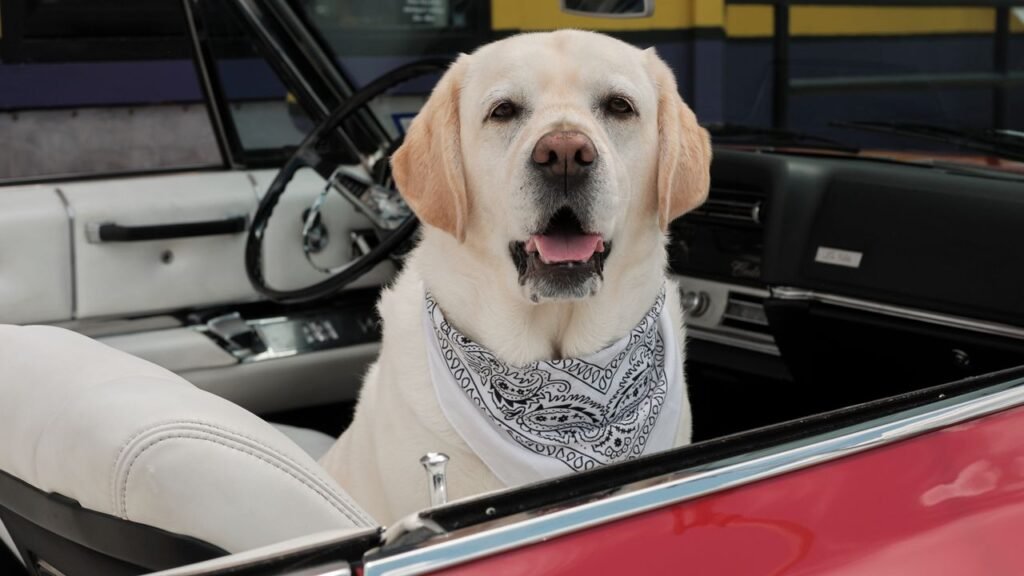 The 2026 Dogue Cover Star Competition is Back