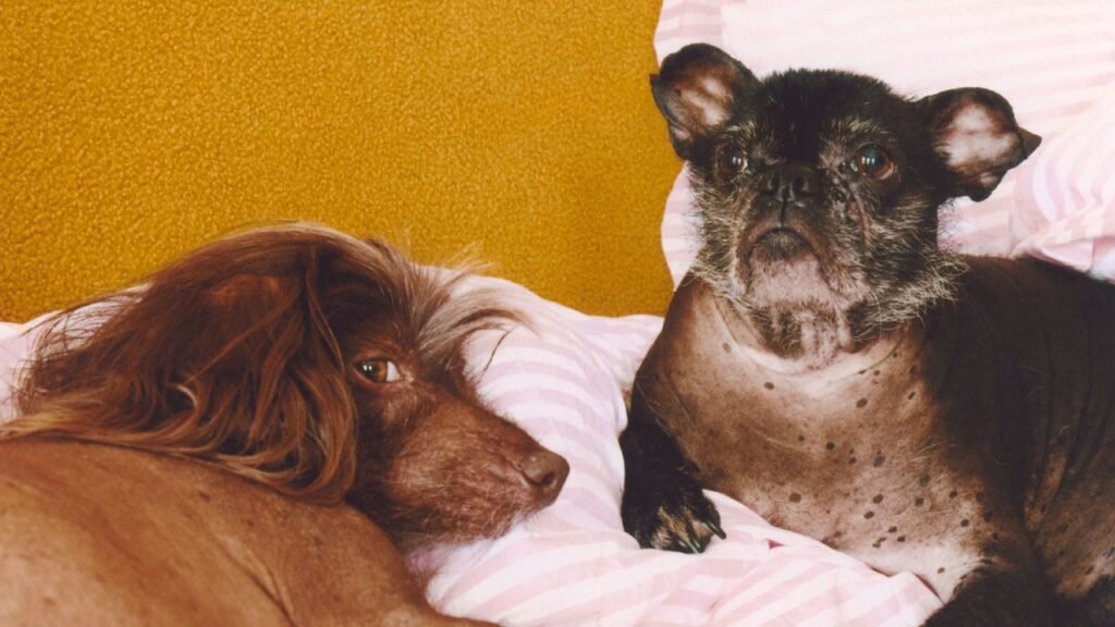 Lena Dunham’s Hairless Dogs Have Taught Her to Keep Calm and Carry On