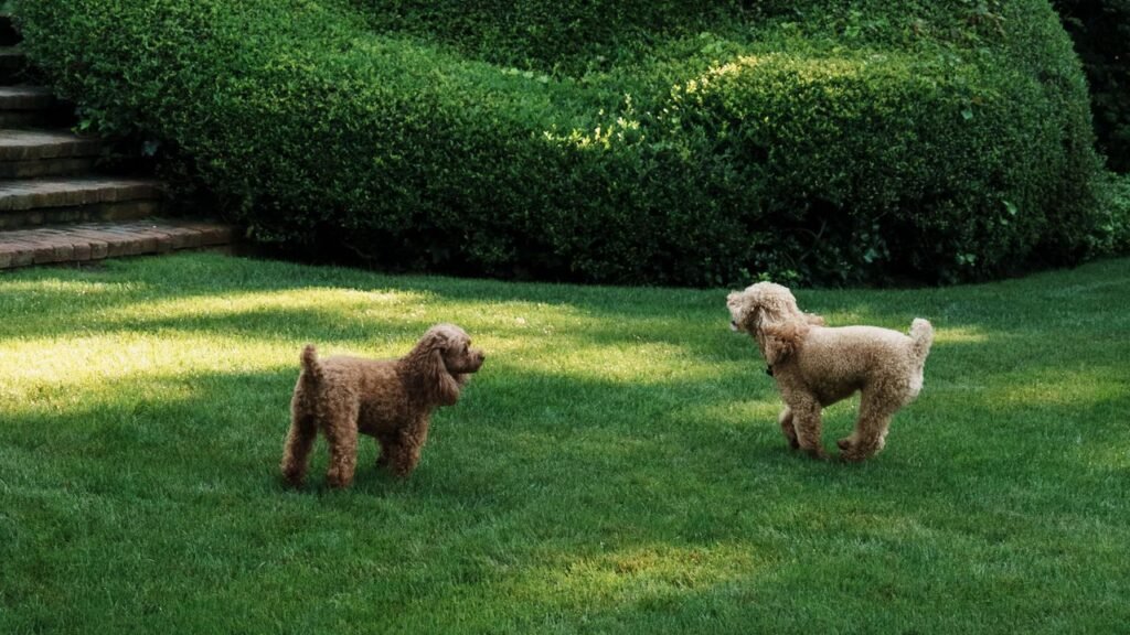 Nepo Doggies Chicken and Slim Are Tory Burch’s Favorite Models