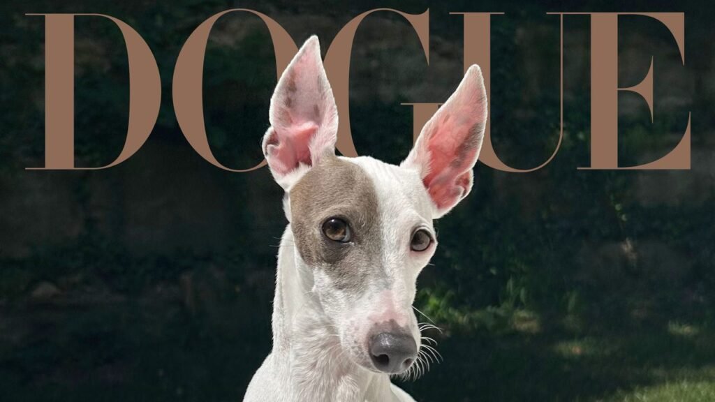 The 2026 Dogue Competition Winner is Here!
