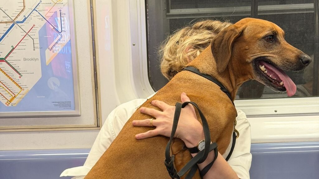 The Best Part of Riding the Subway Is a Chance Encounter With a Subway Dog The Best Part of Riding the Subway Is a Chance Encounter With a Subway Dog