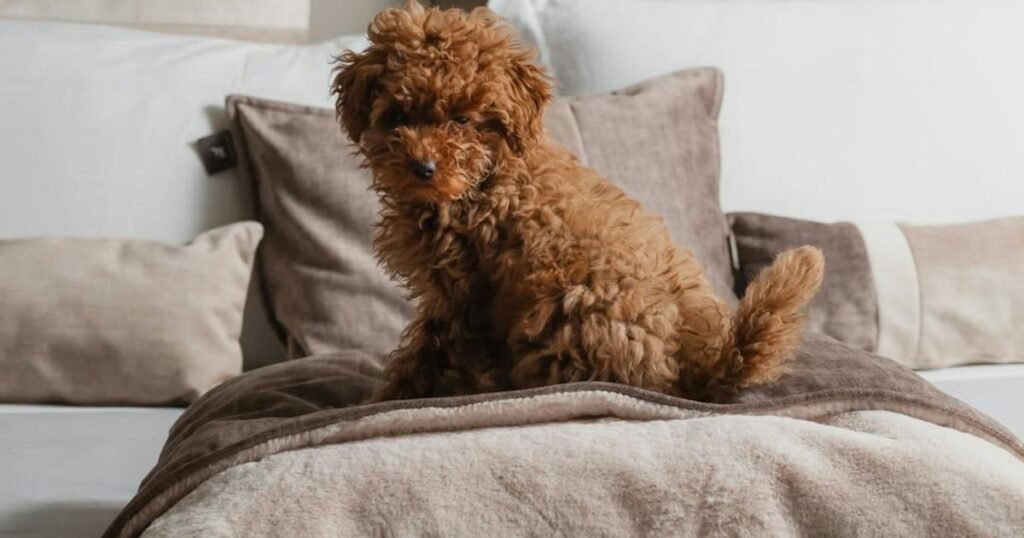 ME Milan Il Duca’s New Pet-Friendly Meme Suite Is Fur Baby-Approved ME Milan Il Duca’s New Pet-Friendly Meme Suite Is Fur Baby-Approved
